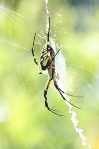 Close-up of spider