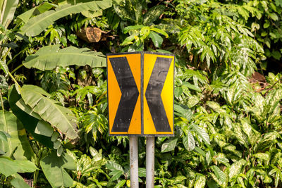 Close-up of yellow plants