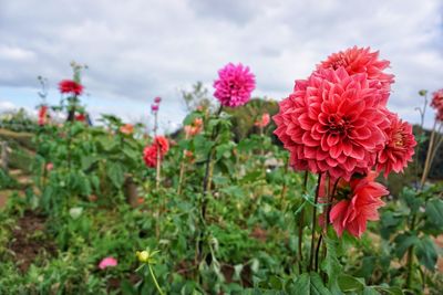 Close-up of pink flowers blooming on field against sky