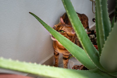 Close-up portrait of a bengal cat