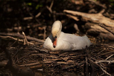 Close-up of bird in nest