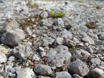 High angle view of lizard