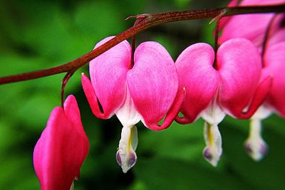 Close-up of pink flower