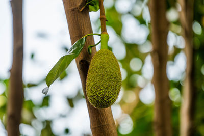 Close-up of fruits hanging on tree