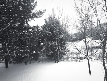 Trees on snow field against sky