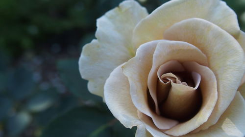 Close-up of rose blooming outdoors