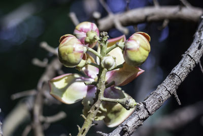 Close-up of fruit growing on tree