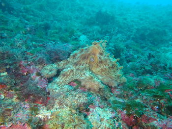 Fish swimming in sea