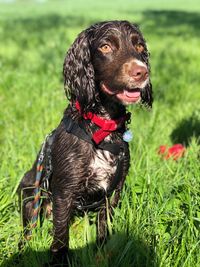 Close-up of a dog on field