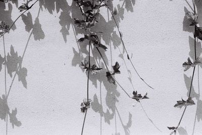 Close-up of plants