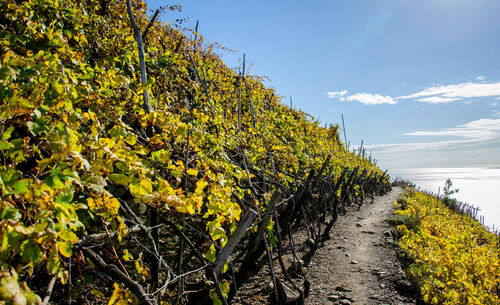 View of vineyard against sky