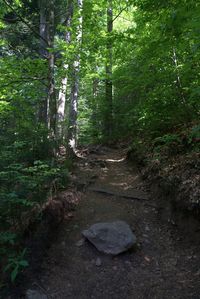 Footpath amidst trees in forest