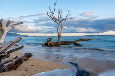 Driftwood on beach against sky