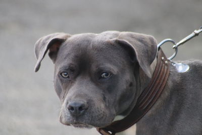 Close-up portrait of dog