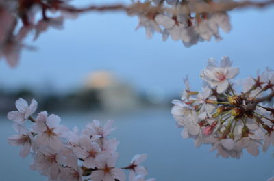 Close-up of pink cherry blossoms against jefferson memorial