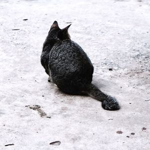 High angle view of black cat on sand