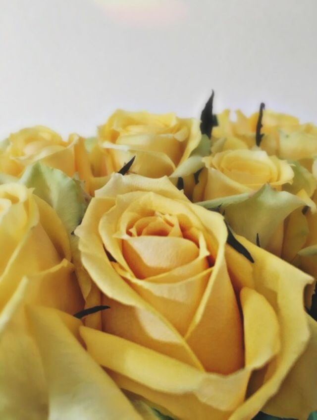 CLOSE-UP OF YELLOW FLOWER