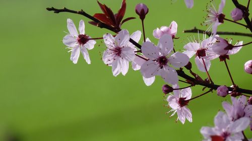 Close-up of pink cherry blossoms in spring