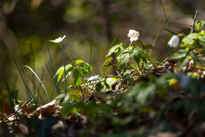 Close-up of bird perching on plant