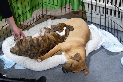 Puppies cuddle in a bed while sleeping 