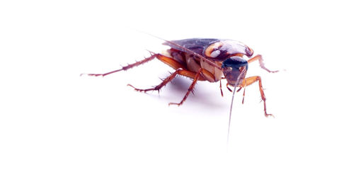 Close-up of insect over white background