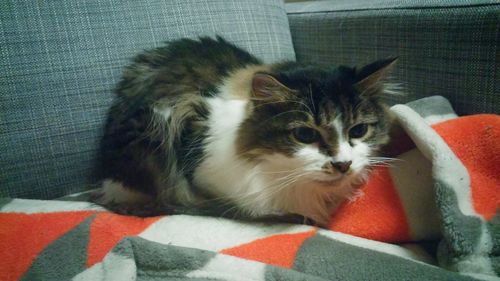 Portrait of cat