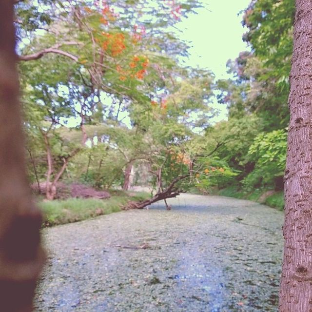 tree, tranquility, growth, the way forward, nature, tranquil scene, forest, beauty in nature, tree trunk, scenics, day, road, green color, branch, diminishing perspective, autumn, footpath, outdoors, no people, idyllic