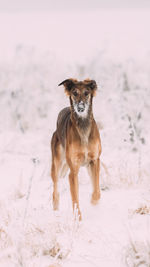 Dog running on snow