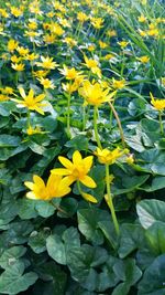 Close-up of yellow flowers