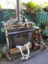 Potted plants on table at yard