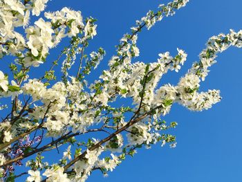 Low angle view of blooming tree against blue sky