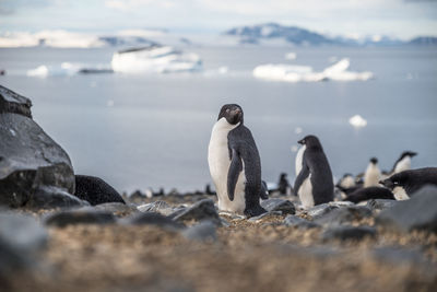 Penguins at beach during winter