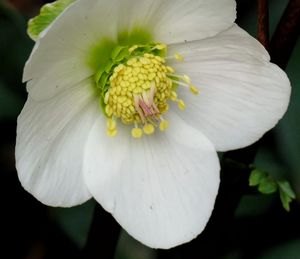 Close-up of white daisy flower