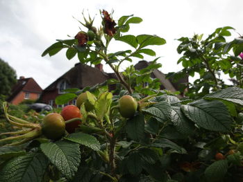 Close-up of apples on tree