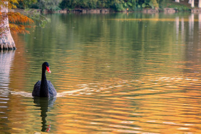 reflection