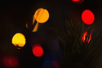 Close-up of plant against lights at night