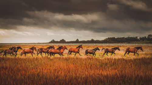 Flock of swans on field