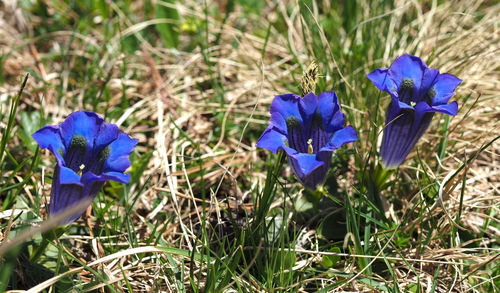 Close-up of purple crocus blooming on field