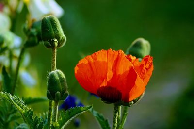 Close-up of flower blooming outdoors