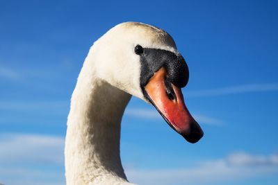 Close-up side view of swan against sky