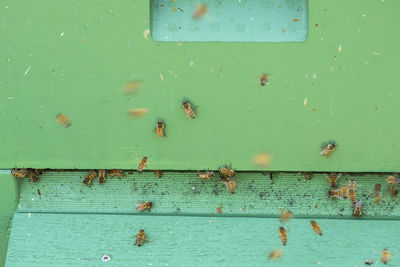 Honey bees at a beehive