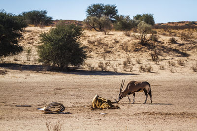 Deer on field