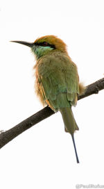 Close-up of bird perching on branch against clear sky