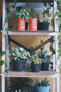 Close-up of potted plant