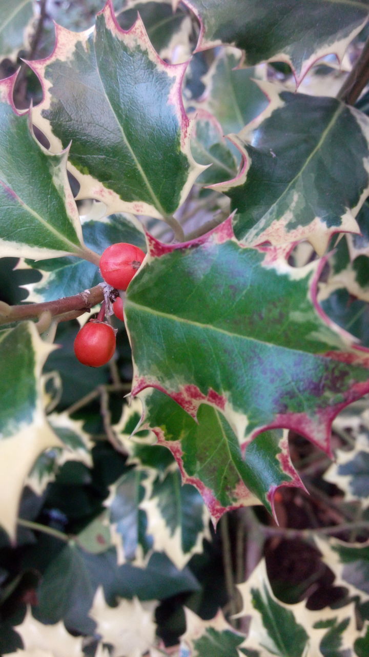 FULL FRAME SHOT OF CHERRY TREE GROWING ON PLANT