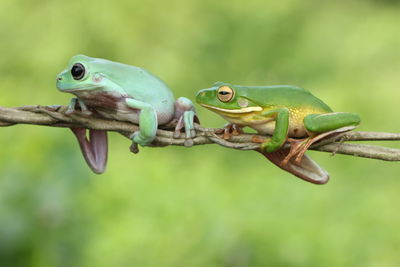 Close-up of frog on branch