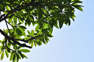 Low angle view of leaves against sky