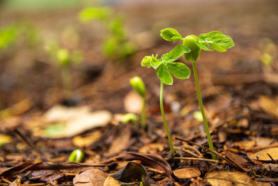 Close-up of plant growing on field