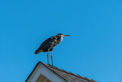 Great blue heron perched on the peak of house roof on a sunny day.