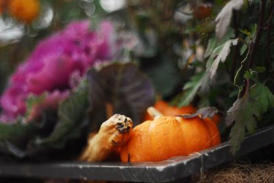 Close-up of pumpkins